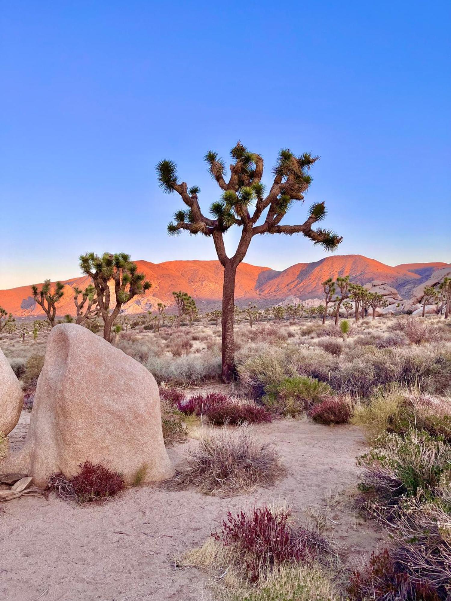 The Joshua Tree House Villa Exterior foto