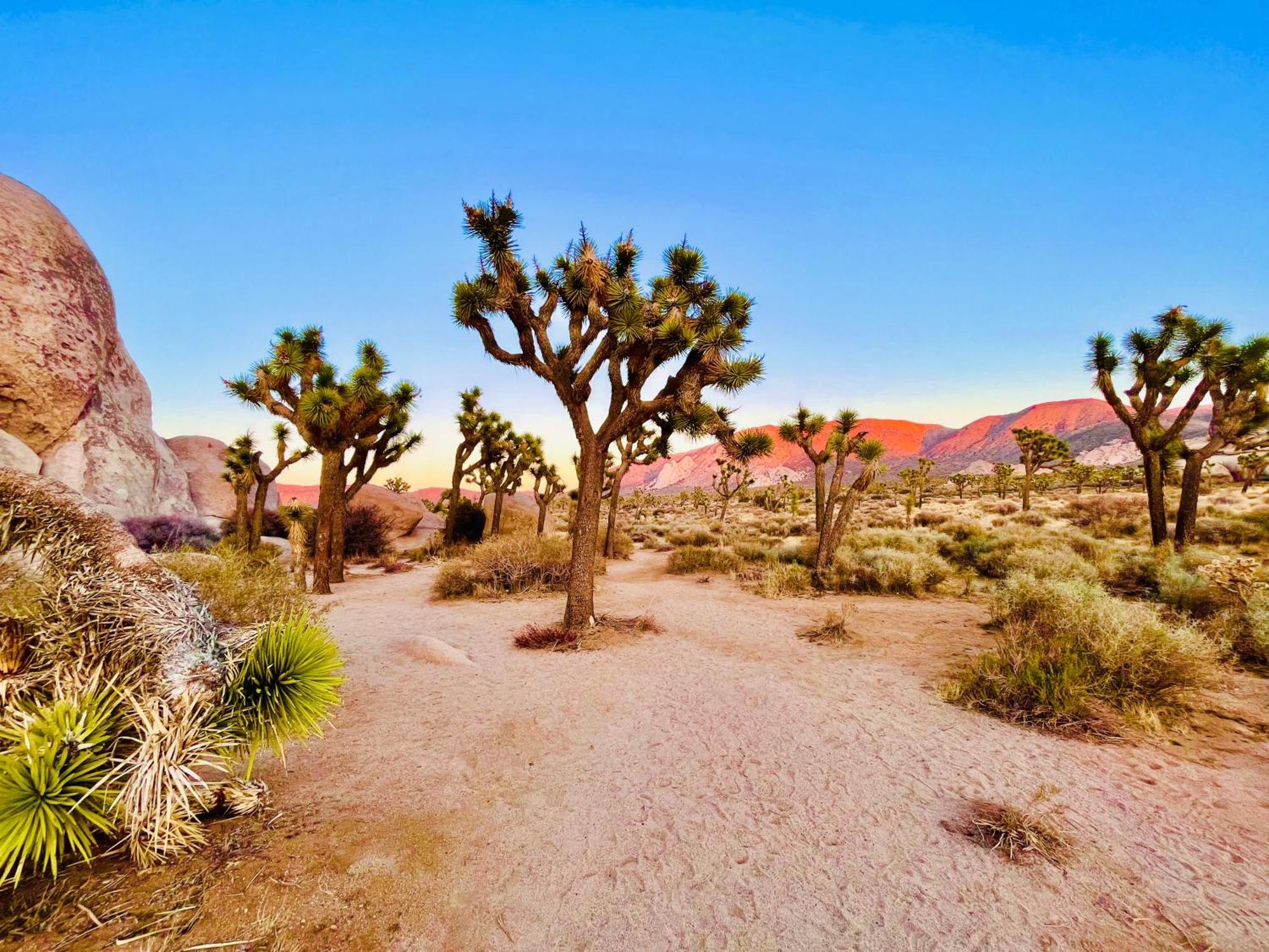 The Joshua Tree House Villa Exterior foto
