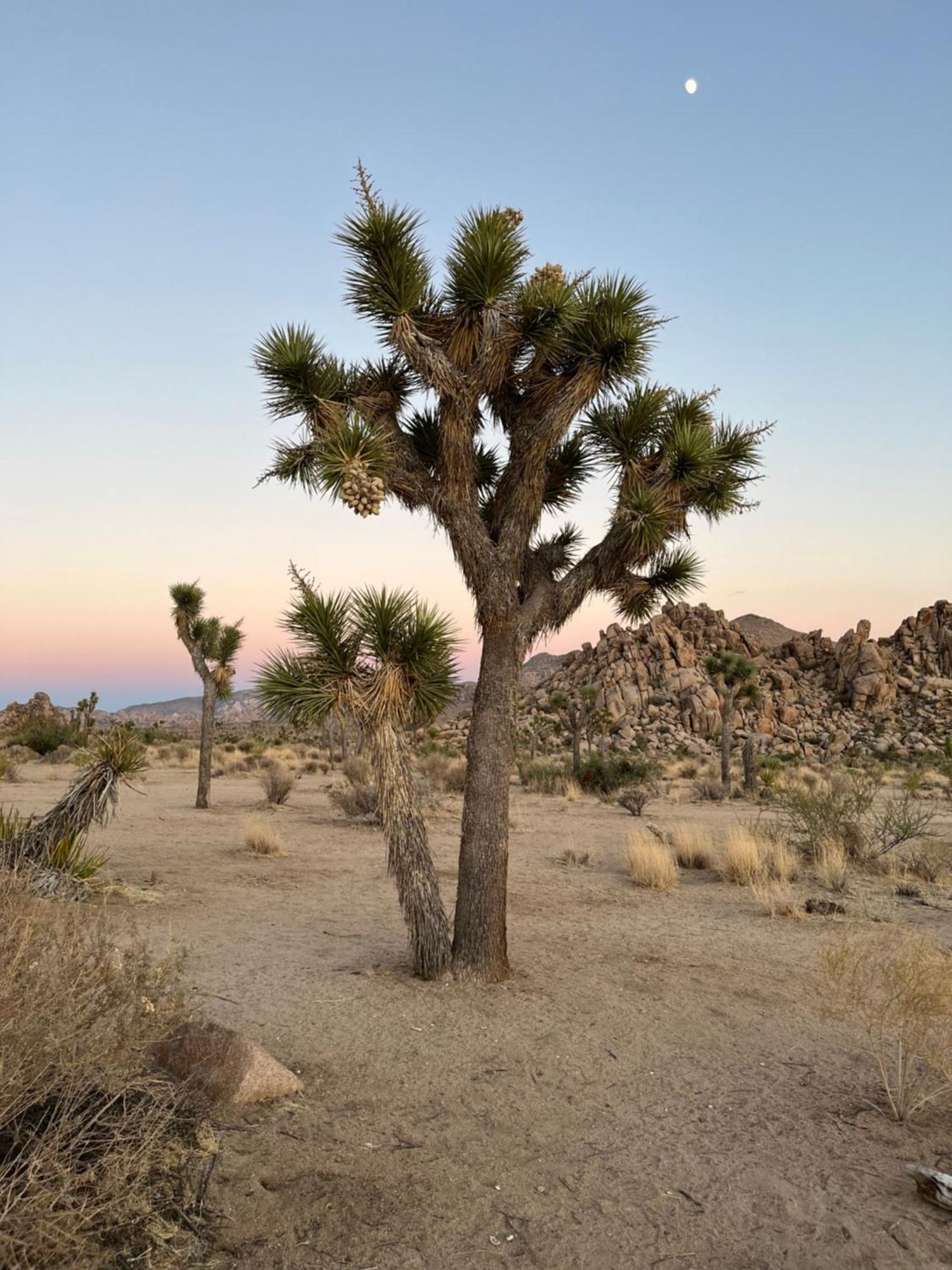 The Joshua Tree House Villa Exterior foto